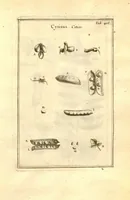 Picture 44 of 61 from Josephi Pitton Tournefort ... Institutiones rei herbaria. (1700), leaf 167