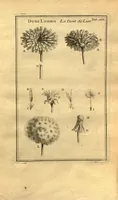 Picture 4 of 61 from Josephi Pitton Tournefort ... Institutiones rei herbaria. (1700), leaf 17