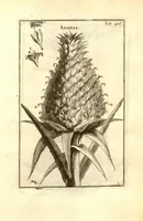Picture 46 of 61 from Josephi Pitton Tournefort ... Institutiones rei herbaria. (1700), leaf 177