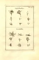 Picture 47 of 61 from Josephi Pitton Tournefort ... Institutiones rei herbaria. (1700), leaf 181