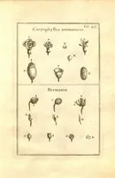 An illustration from Josephi Pitton Tournefort ... Institutiones rei herbaria. (1700)