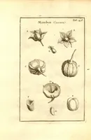 Picture 50 of 61 from Josephi Pitton Tournefort ... Institutiones rei herbaria. (1700), leaf 189
