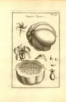 Picture 51 of 61 from Josephi Pitton Tournefort ... Institutiones rei herbaria. (1700), leaf 192