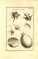 Picture 52 of 61 from Josephi Pitton Tournefort ... Institutiones rei herbaria. (1700), leaf 194