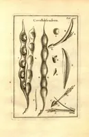 An illustration from Josephi Pitton Tournefort ... Institutiones rei herbaria. (1700)