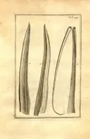 Picture 54 of 61 from Josephi Pitton Tournefort ... Institutiones rei herbaria. (1700), leaf 200