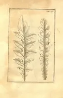 An illustration from Josephi Pitton Tournefort ... Institutiones rei herbaria. (1700)