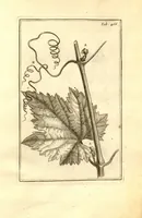 Picture 57 of 61 from Josephi Pitton Tournefort ... Institutiones rei herbaria. (1700), leaf 217