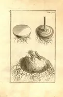 An illustration from Josephi Pitton Tournefort ... Institutiones rei herbaria. (1700)