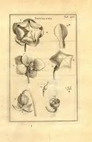 Picture 59 of 61 from Josephi Pitton Tournefort ... Institutiones rei herbaria. (1700), leaf 227