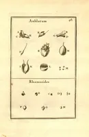 Picture 60 of 61 from Josephi Pitton Tournefort ... Institutiones rei herbaria. (1700), leaf 232