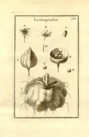 Picture 61 of 61 from Josephi Pitton Tournefort ... Institutiones rei herbaria. (1700), leaf 235