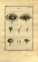 Picture 6 of 61 from Josephi Pitton Tournefort ... Institutiones rei herbaria. (1700), leaf 25