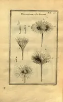 Picture 7 of 61 from Josephi Pitton Tournefort ... Institutiones rei herbaria. (1700), leaf 28
