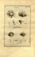 Picture 9 of 61 from Josephi Pitton Tournefort ... Institutiones rei herbaria. (1700), leaf 33