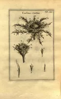 Picture 10 of 61 from Josephi Pitton Tournefort ... Institutiones rei herbaria. (1700), leaf 36