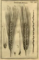 Picture 11 of 61 from Josephi Pitton Tournefort ... Institutiones rei herbaria. (1700), leaf 44