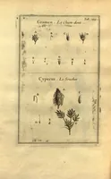 Picture 12 of 61 from Josephi Pitton Tournefort ... Institutiones rei herbaria. (1700), leaf 50