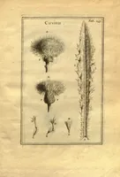 Picture 1 of 61 from Josephi Pitton Tournefort ... Institutiones rei herbaria. (1700), leaf 6