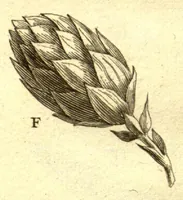 Picture 14 of 61 from Josephi Pitton Tournefort ... Institutiones rei herbaria. (1700), leaf 60