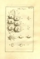 An illustration from Josephi Pitton Tournefort ... Institutiones rei herbaria. (1700)