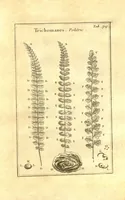 Picture 16 of 61 from Josephi Pitton Tournefort ... Institutiones rei herbaria. (1700), leaf 66