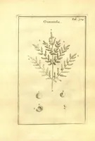 Picture 17 of 61 from Josephi Pitton Tournefort ... Institutiones rei herbaria. (1700), leaf 75