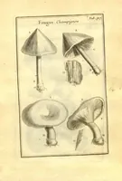 An illustration from Josephi Pitton Tournefort ... Institutiones rei herbaria. (1700)