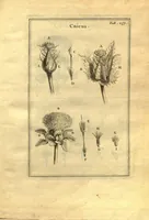 Picture 2 of 61 from Josephi Pitton Tournefort ... Institutiones rei herbaria. (1700), leaf 8