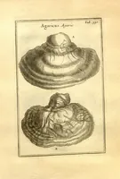 An illustration from Josephi Pitton Tournefort ... Institutiones rei herbaria. (1700)
