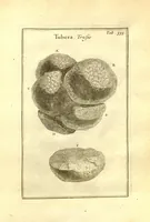 Picture 20 of 61 from Josephi Pitton Tournefort ... Institutiones rei herbaria. (1700), leaf 84