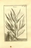 Picture 21 of 61 from Josephi Pitton Tournefort ... Institutiones rei herbaria. (1700), leaf 86