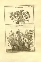 An illustration from Josephi Pitton Tournefort ... Institutiones rei herbaria. (1700)