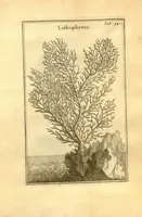 Picture 23 of 61 from Josephi Pitton Tournefort ... Institutiones rei herbaria. (1700), leaf 92