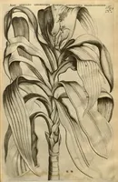 An illustration from Horti medici amstelodamensis rariorum tam Orientalis ?qua?m Occidentalis India, aliarumque peregrinarum plantarum, magno studio ac labore, sumptibus Civitatis amstelodamensis, longa? annorum serie collectarum, descriptio et icones ad vivum ari incisa /auctore Joanne Commelino. Opus posthumum, latinitate donatum, notisque & observationibus illustratum, a? Frederico Ruyschio & Francisco Kiggelario. (1697)