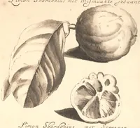 An illustration from Nederlantze hesperides ? dat is, Oeffening en gebruik van de limoen? en oranje?boomen ? gestelt na den aardt, en climaat der Nederlanden /met kopere platen verc?iert, door J. Commelyn. (1676)