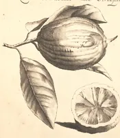 An illustration from Nederlantze hesperides ? dat is, Oeffening en gebruik van de limoen? en oranje?boomen ? gestelt na den aardt, en climaat der Nederlanden /met kopere platen verc?iert, door J. Commelyn. (1676)
