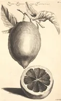 An illustration from Nederlantze hesperides ? dat is, Oeffening en gebruik van de limoen? en oranje?boomen ? gestelt na den aardt, en climaat der Nederlanden /met kopere platen verc?iert, door J. Commelyn. (1676)