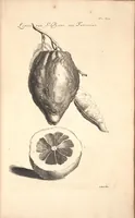 Picture 4 of 16 from Nederlantze hesperides ? dat is, Oeffening en gebruik van de limoen? en oranje?boomen ? gestelt na den aardt, en climaat der Nederlanden /met kopere platen verc?iert, door J. Commelyn. (1676), leaf 21