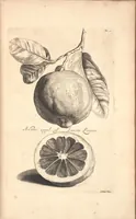 An illustration from Nederlantze hesperides ? dat is, Oeffening en gebruik van de limoen? en oranje?boomen ? gestelt na den aardt, en climaat der Nederlanden /met kopere platen verc?iert, door J. Commelyn. (1676)