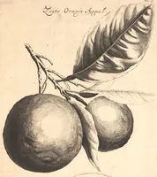 An illustration from Nederlantze hesperides ? dat is, Oeffening en gebruik van de limoen? en oranje?boomen ? gestelt na den aardt, en climaat der Nederlanden /met kopere platen verc?iert, door J. Commelyn. (1676)