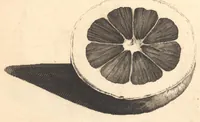 An illustration from Nederlantze hesperides ? dat is, Oeffening en gebruik van de limoen? en oranje?boomen ? gestelt na den aardt, en climaat der Nederlanden /met kopere platen verc?iert, door J. Commelyn. (1676)