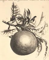 Picture 9 of 16 from Nederlantze hesperides ? dat is, Oeffening en gebruik van de limoen? en oranje?boomen ? gestelt na den aardt, en climaat der Nederlanden /met kopere platen verc?iert, door J. Commelyn. (1676), leaf 31