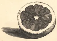 An illustration from Nederlantze hesperides ? dat is, Oeffening en gebruik van de limoen? en oranje?boomen ? gestelt na den aardt, en climaat der Nederlanden /met kopere platen verc?iert, door J. Commelyn. (1676)