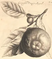 An illustration from Nederlantze hesperides ? dat is, Oeffening en gebruik van de limoen? en oranje?boomen ? gestelt na den aardt, en climaat der Nederlanden /met kopere platen verc?iert, door J. Commelyn. (1676)