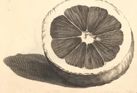 Picture 12 of 16 from Nederlantze hesperides ? dat is, Oeffening en gebruik van de limoen? en oranje?boomen ? gestelt na den aardt, en climaat der Nederlanden /met kopere platen verc?iert, door J. Commelyn. (1676), leaf 32
