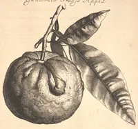 Picture 13 of 16 from Nederlantze hesperides ? dat is, Oeffening en gebruik van de limoen? en oranje?boomen ? gestelt na den aardt, en climaat der Nederlanden /met kopere platen verc?iert, door J. Commelyn. (1676), leaf 36
