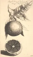 An illustration from Nederlantze hesperides ? dat is, Oeffening en gebruik van de limoen? en oranje?boomen ? gestelt na den aardt, en climaat der Nederlanden /met kopere platen verc?iert, door J. Commelyn. (1676)