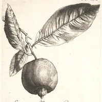 An illustration from The Belgick, or Netherlandish hesperides ?that is, the management, ordering, and use of the limon and orange trees, fitted to the nature and climate of the Netherlands /by S. Commelyn ; made English by G.V.N. (1683)