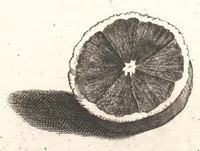 An illustration from The Belgick, or Netherlandish hesperides ?that is, the management, ordering, and use of the limon and orange trees, fitted to the nature and climate of the Netherlands /by S. Commelyn ; made English by G.V.N. (1683)